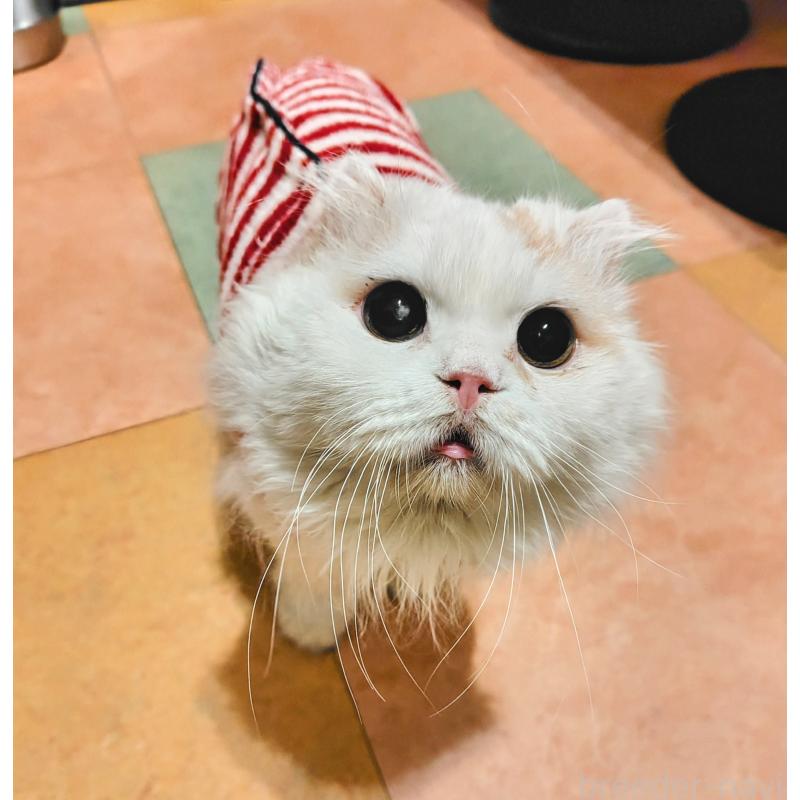 田中善春ブリーダーの詳細の1枚目