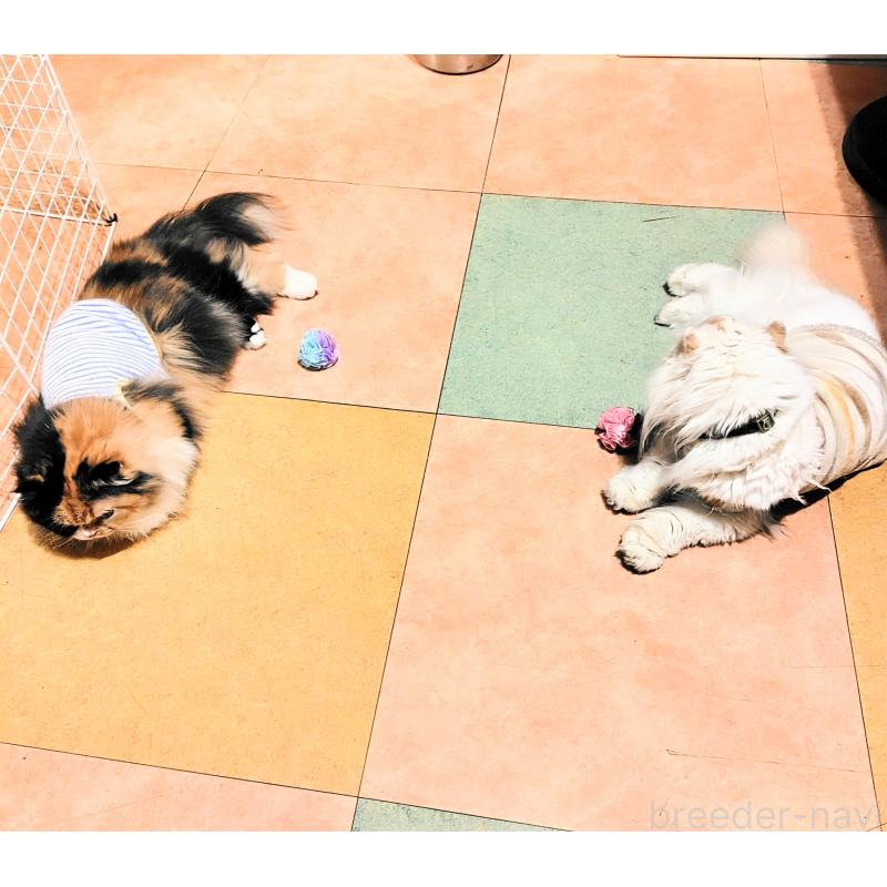 田中善春ブリーダーの詳細