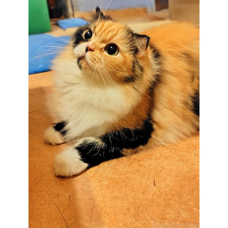 田中善春ブリーダーの詳細