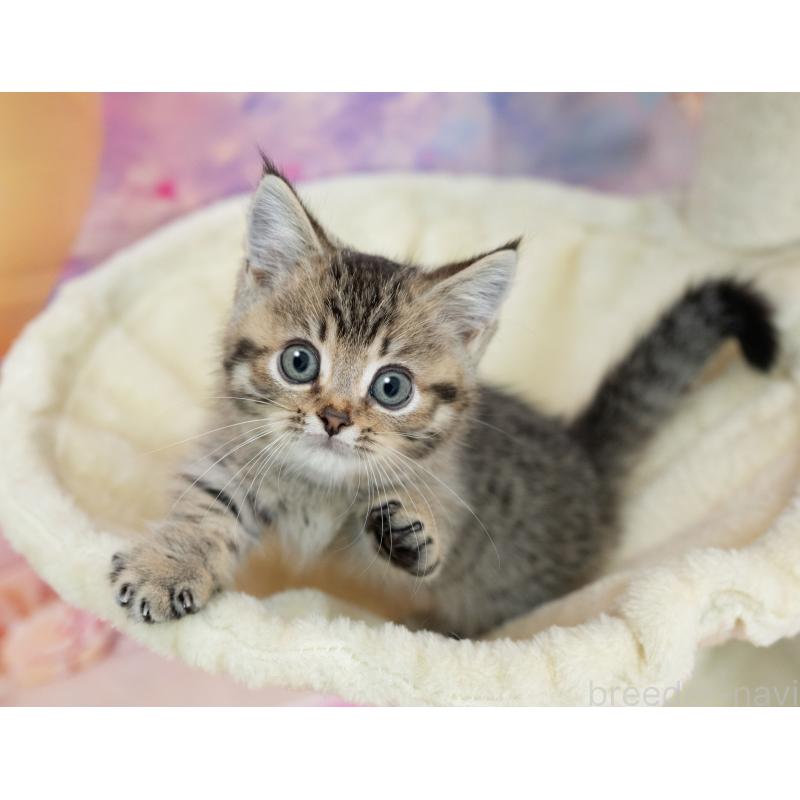 峯岸歩夢ブリーダーの詳細の1枚目