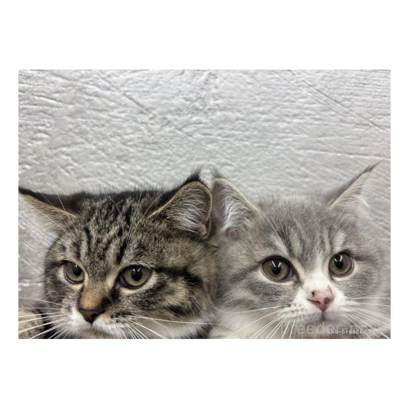 峯岸歩夢ブリーダーの詳細