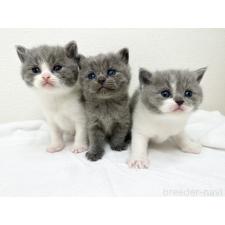 山根基宏ブリーダー