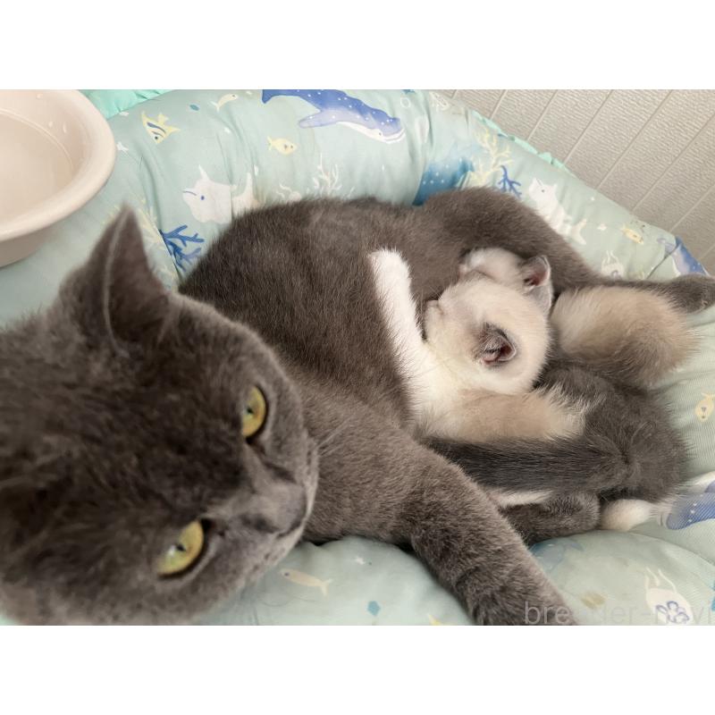 尾崎広美ブリーダーの詳細