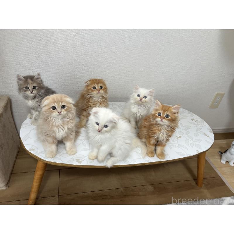 尾崎広美ブリーダーの詳細