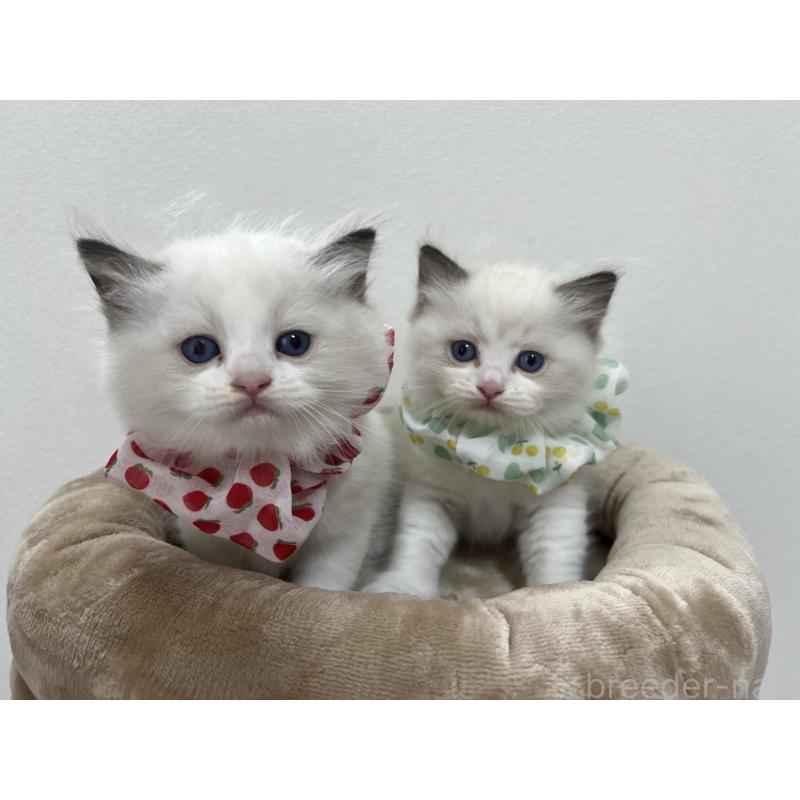 尾崎広美ブリーダーの詳細