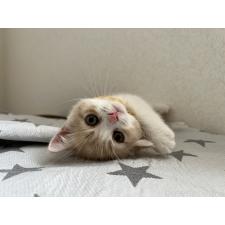 尾崎広美ブリーダー