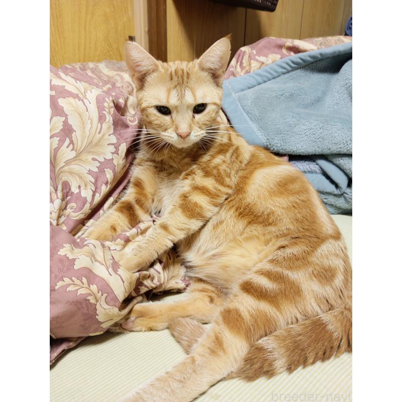 鈴木敦子ブリーダーの詳細