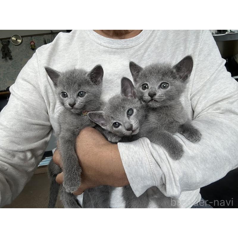 稲葉充ブリーダーの詳細の1枚目