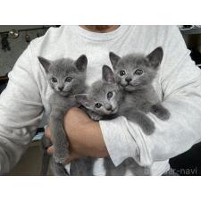 稲葉充ブリーダー