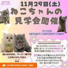 朝比奈杏奈ブリーダー