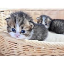 佐々木健ブリーダー