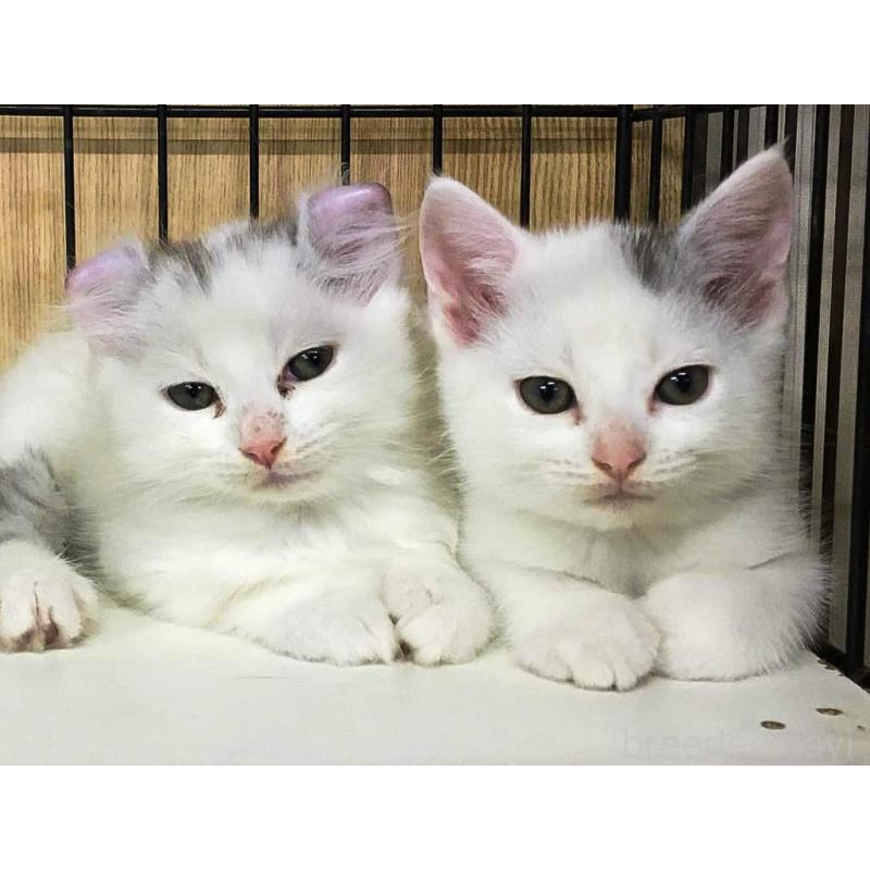 大谷信子ブリーダーの詳細の1枚目