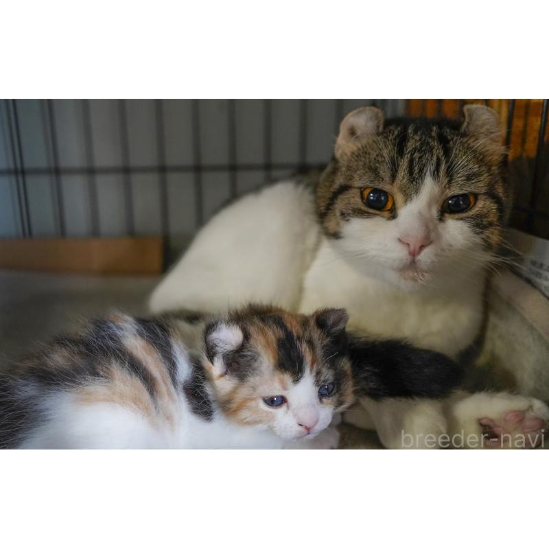 大谷信子ブリーダーの詳細