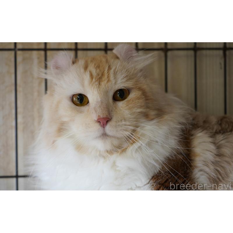 大谷信子ブリーダーの詳細