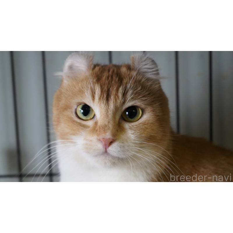 大谷信子ブリーダーの詳細