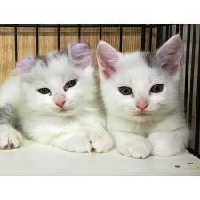 大谷信子ブリーダー