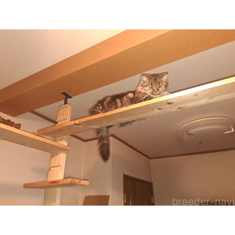 長野寿紀ブリーダーの詳細