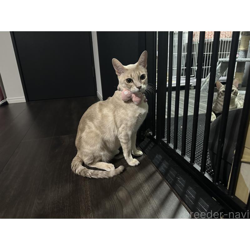 稲田舞ブリーダーの詳細