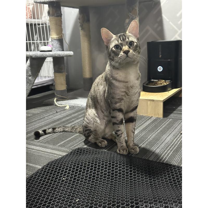 稲田舞ブリーダーの詳細