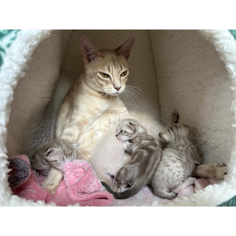 稲田舞ブリーダーの詳細