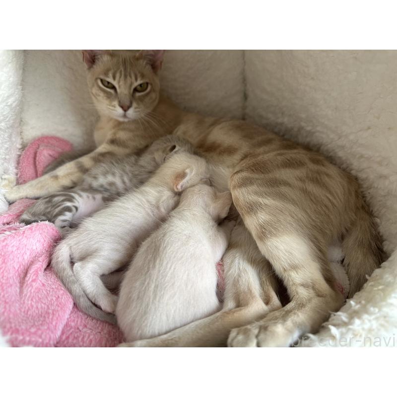 稲田舞ブリーダーの詳細