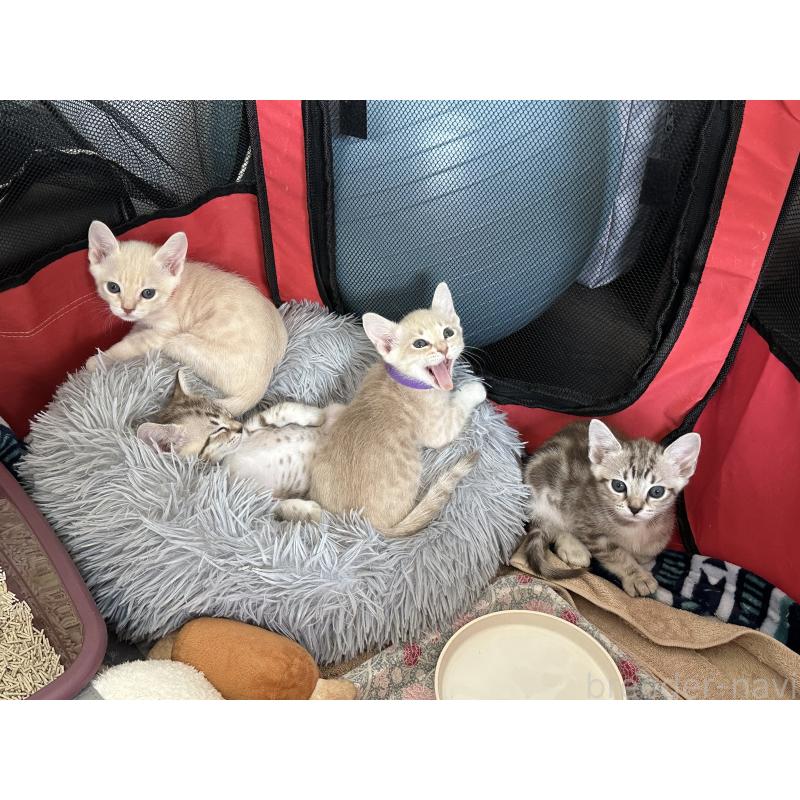 稲田舞ブリーダーの詳細