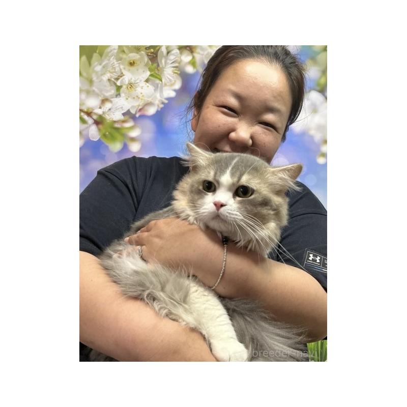 中元梢ブリーダーの詳細の1枚目