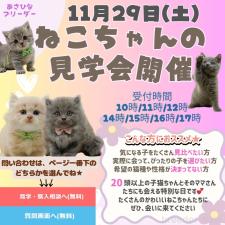 朝比奈杏奈ブリーダー