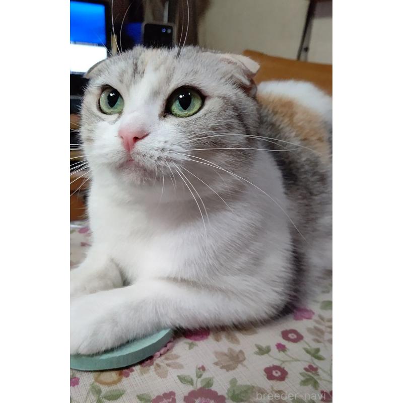 田中まゆみブリーダーの詳細の1枚目