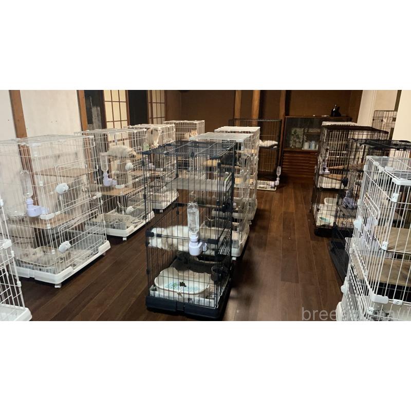 津布久湖南ブリーダーの詳細