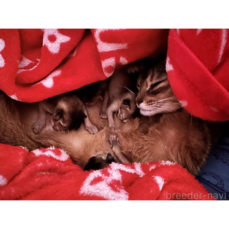 三角良子ブリーダーの詳細