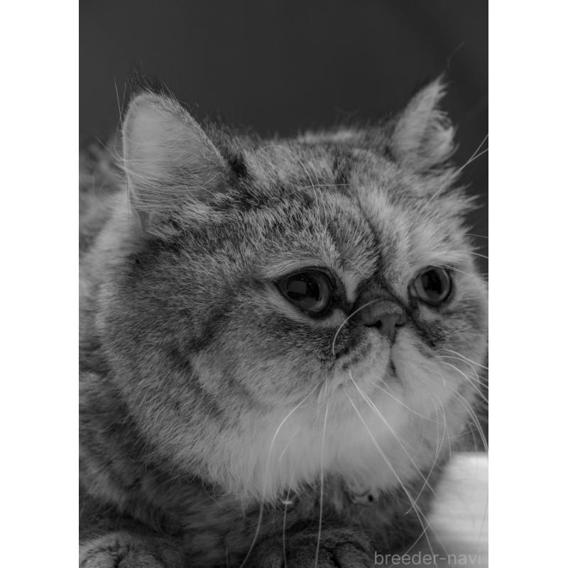 三角良子ブリーダーの詳細