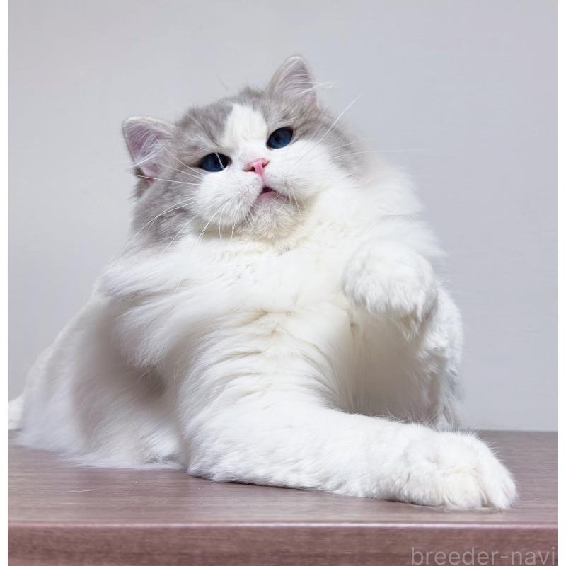 生田静真ブリーダーの詳細