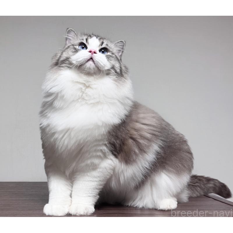 生田静真ブリーダーの詳細