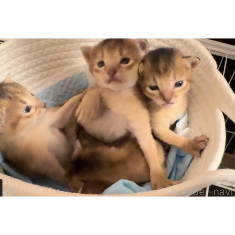 三角良子ブリーダーの詳細