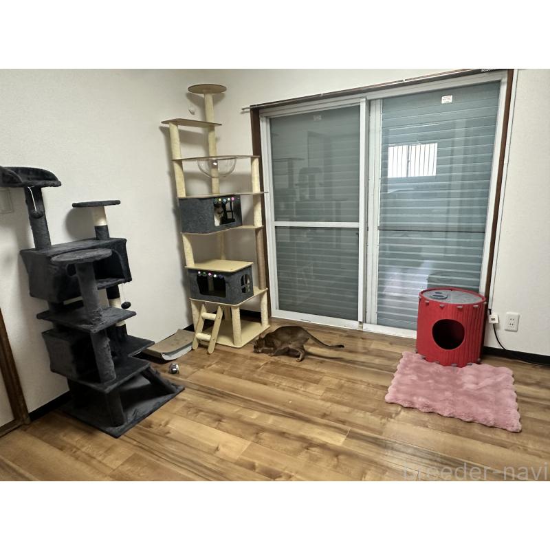 三角良子ブリーダーの詳細