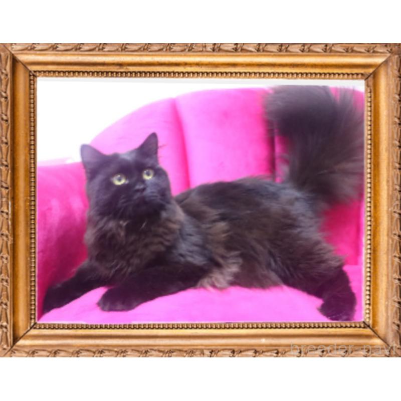 木津秀美ブリーダーの詳細