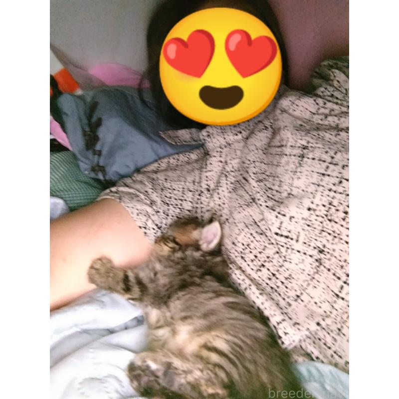 木津秀美ブリーダーの詳細