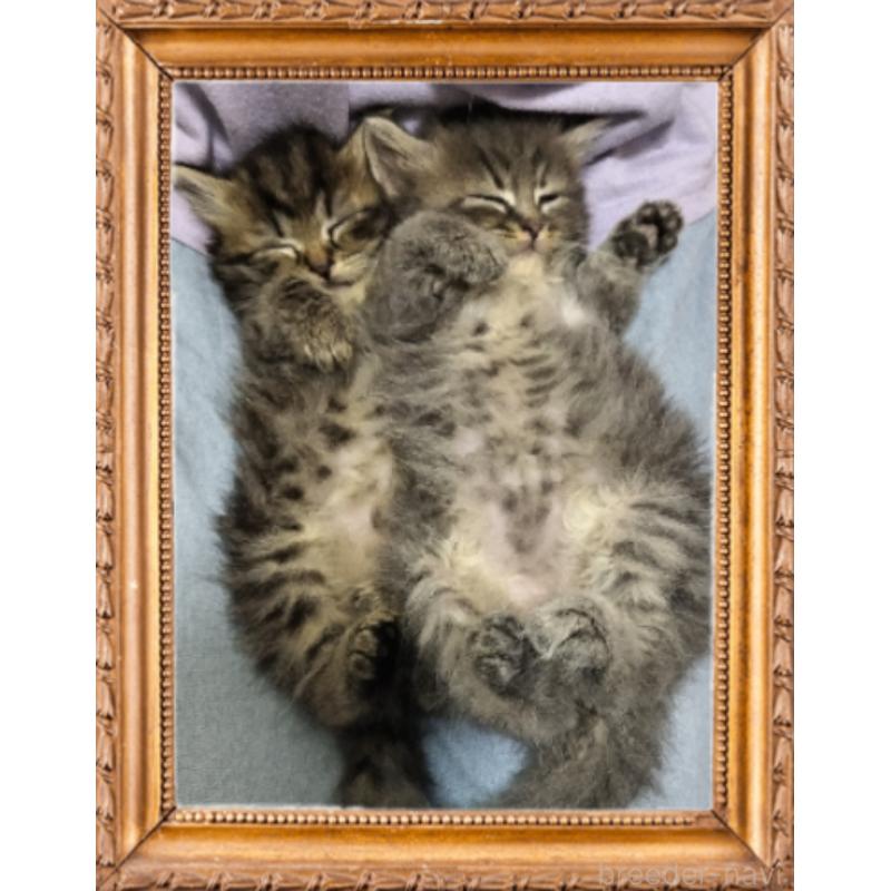 木津秀美ブリーダーの詳細