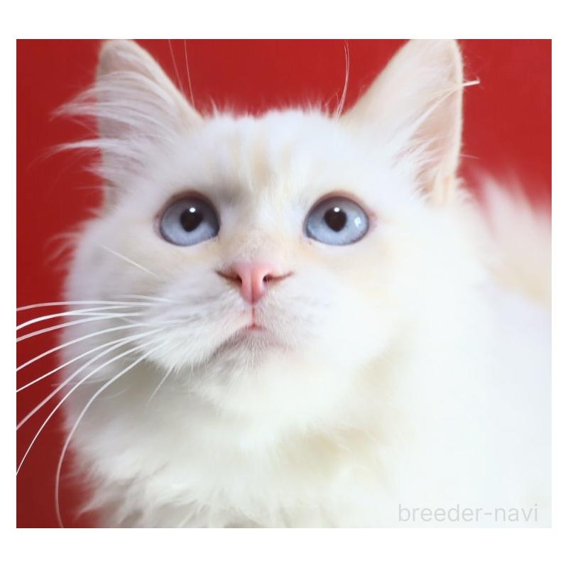 木津秀美ブリーダーの詳細