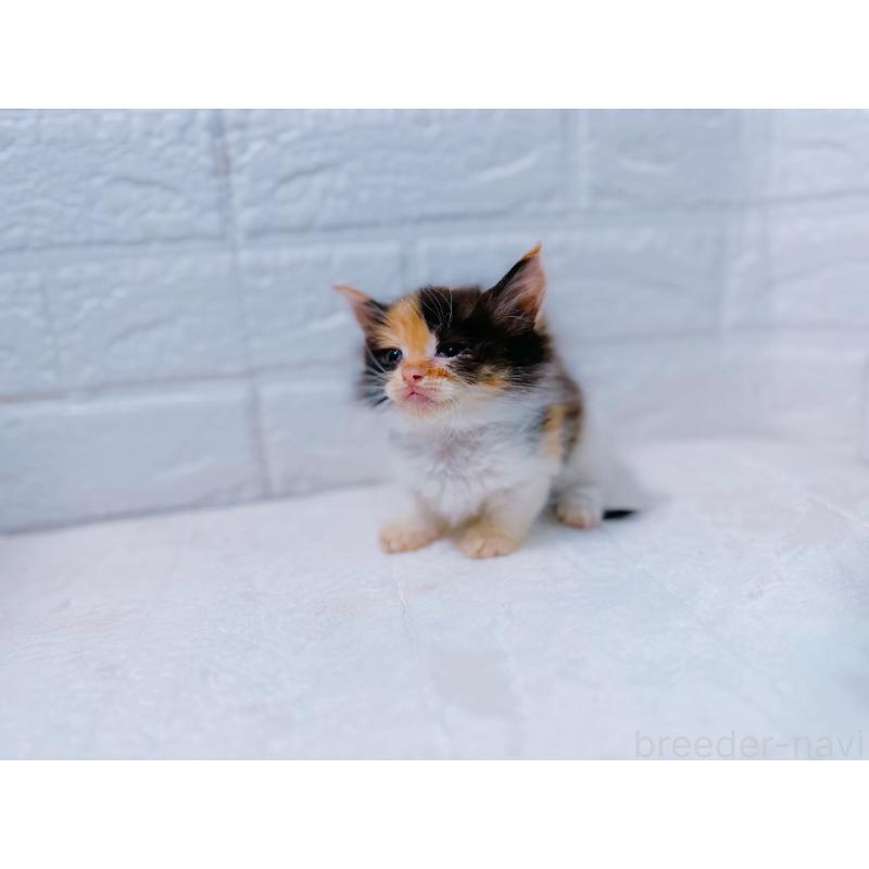 中渡瀬智子ブリーダーの詳細の1枚目