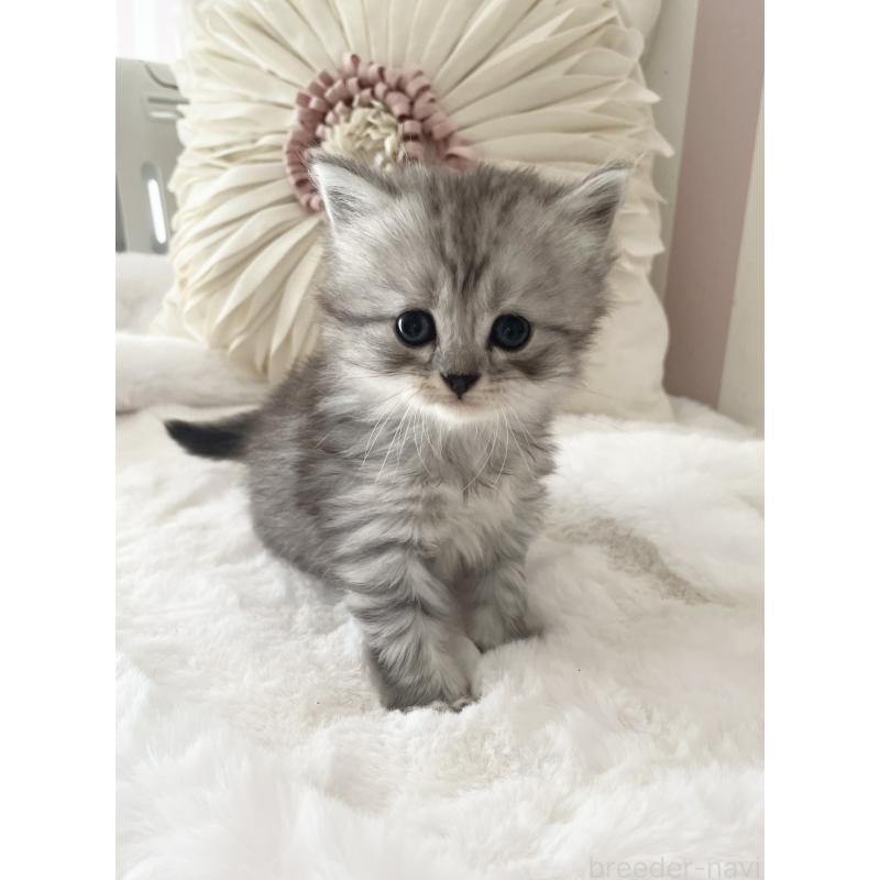 古藤順子ブリーダーの詳細