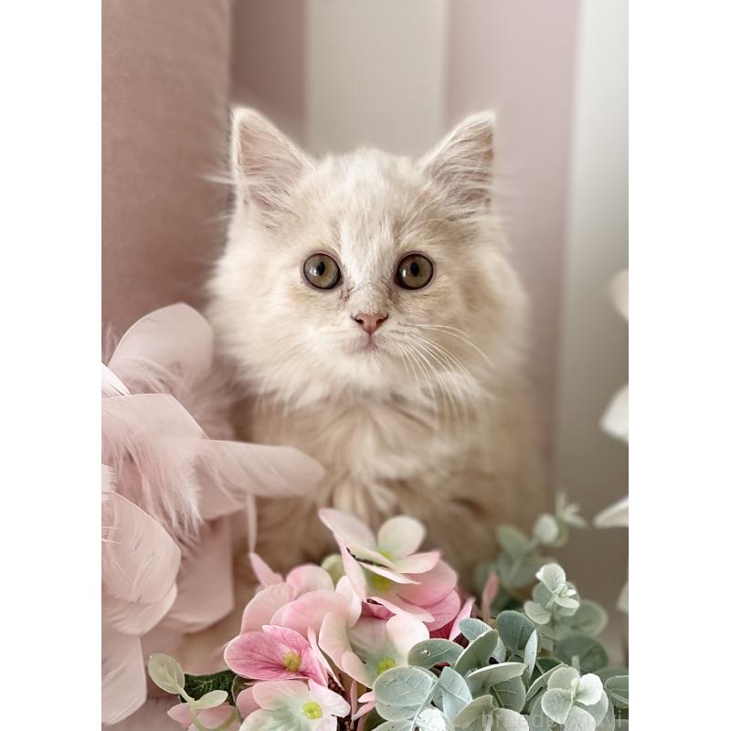 古藤順子ブリーダーの詳細