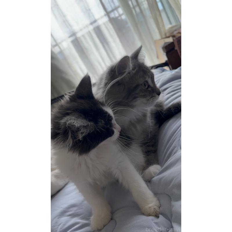 宮本ありさブリーダーの詳細の1枚目