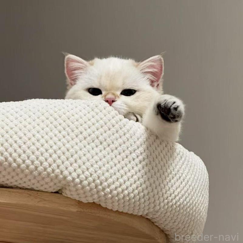 金海奇聖ブリーダーの詳細の1枚目