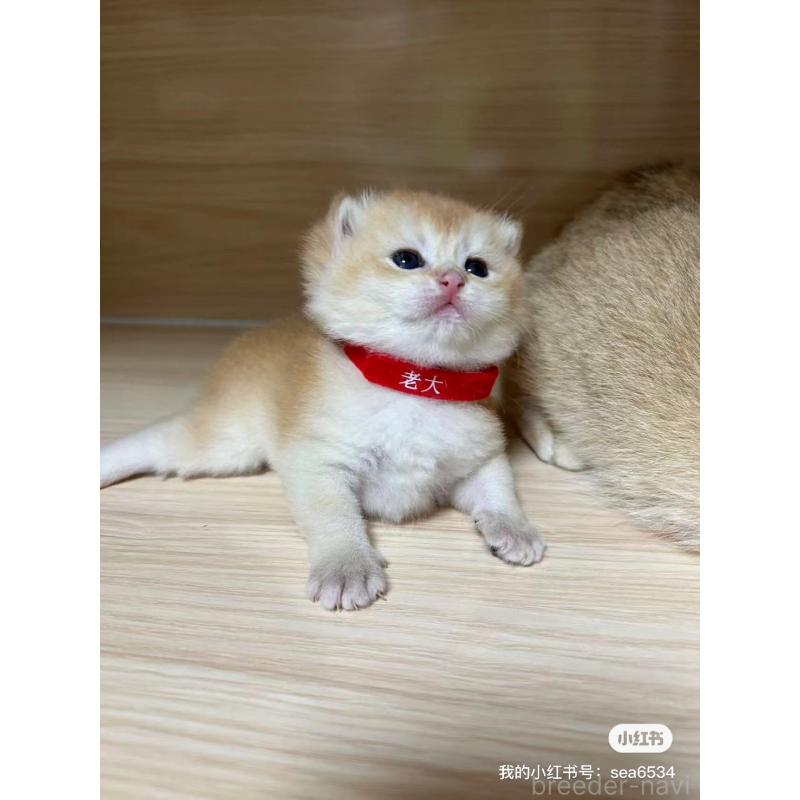 金海奇聖ブリーダーの詳細