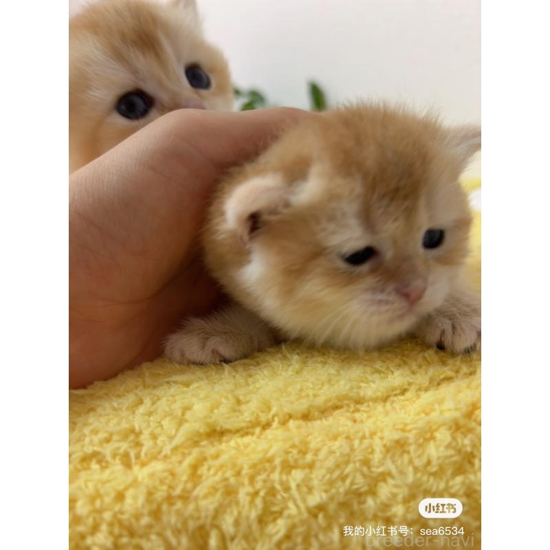 金海奇聖ブリーダーの詳細