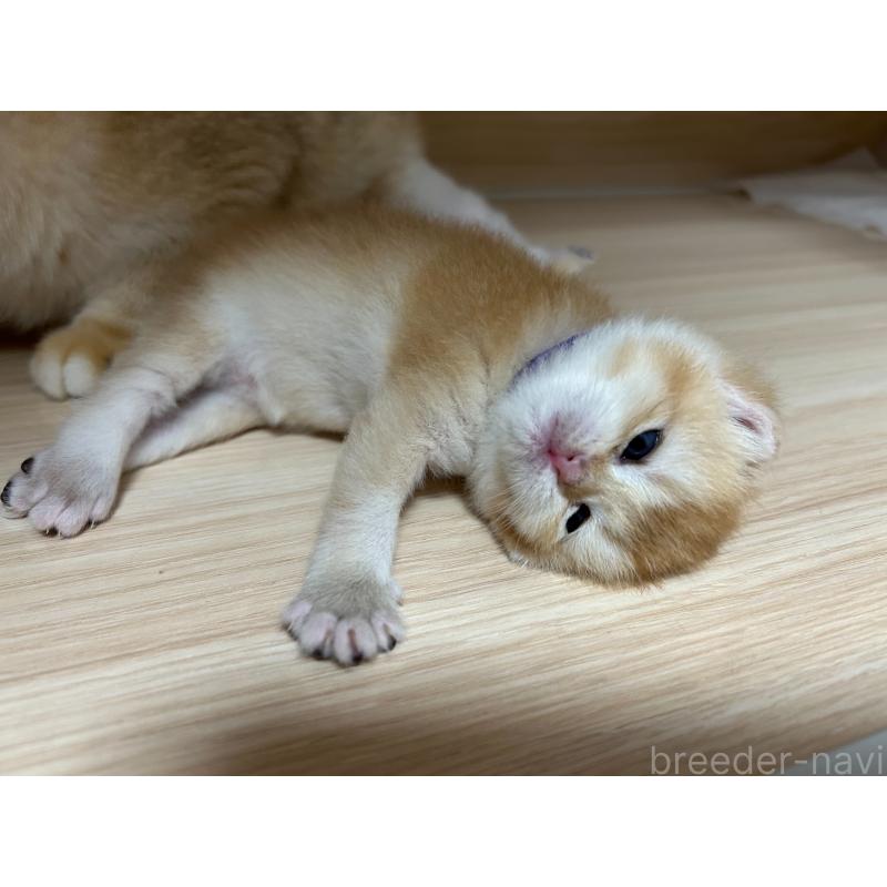 金海奇聖ブリーダーの詳細