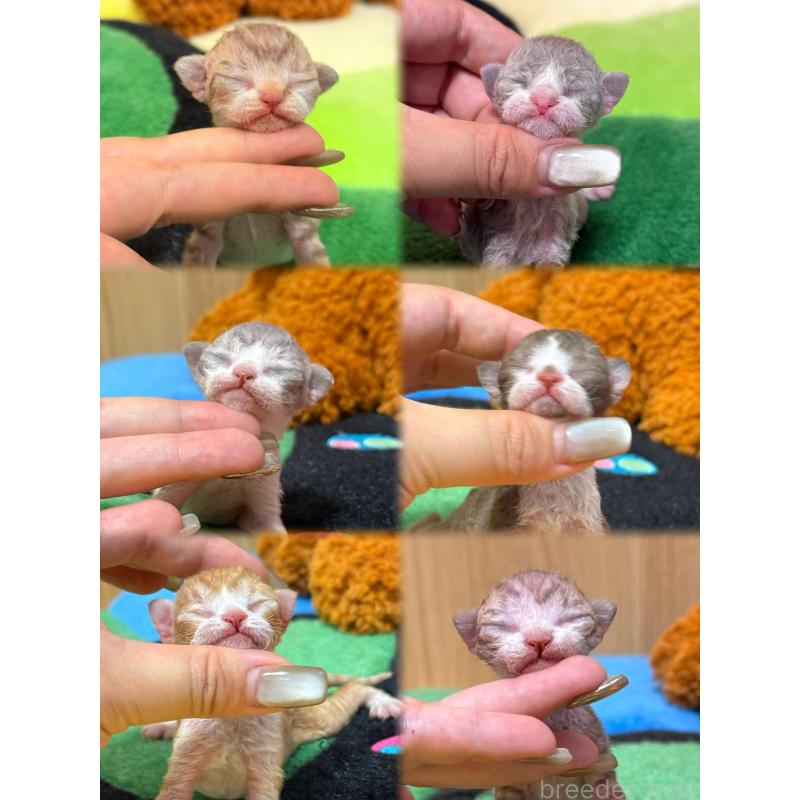 矢澤憲治ブリーダーの詳細