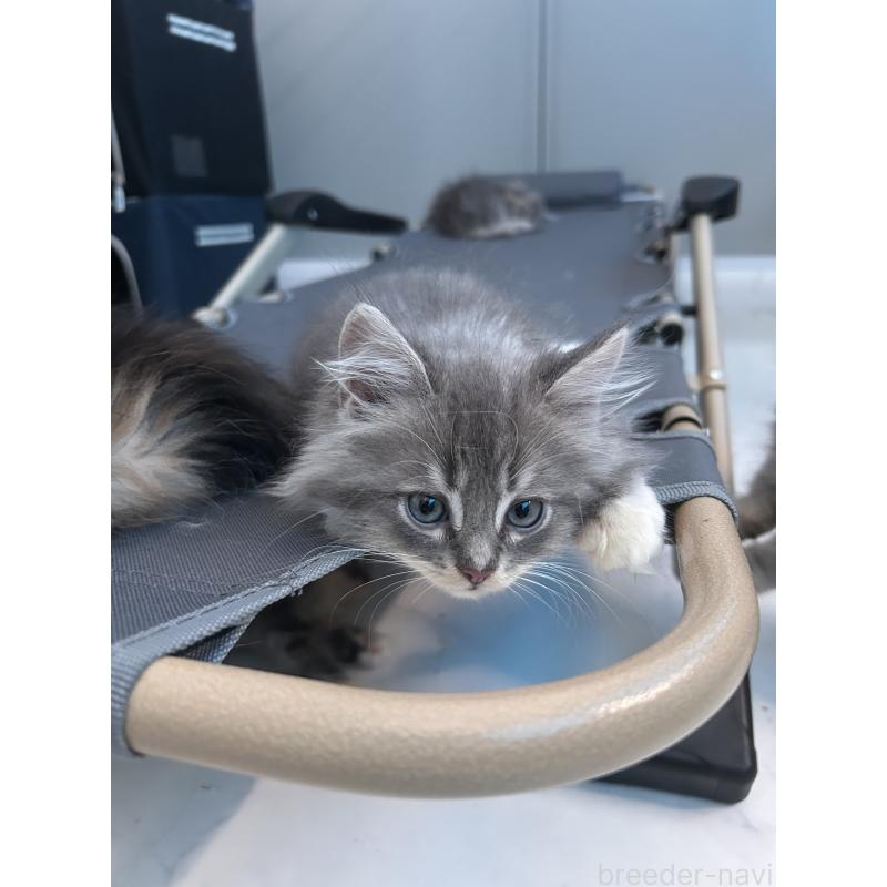 吉永亜津佐ブリーダーの詳細